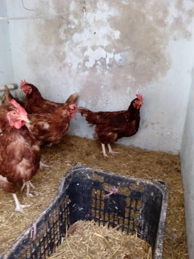 lohman brown egglaying 10 females available