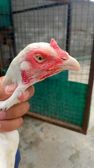 100% Pure heera Aseel pathi