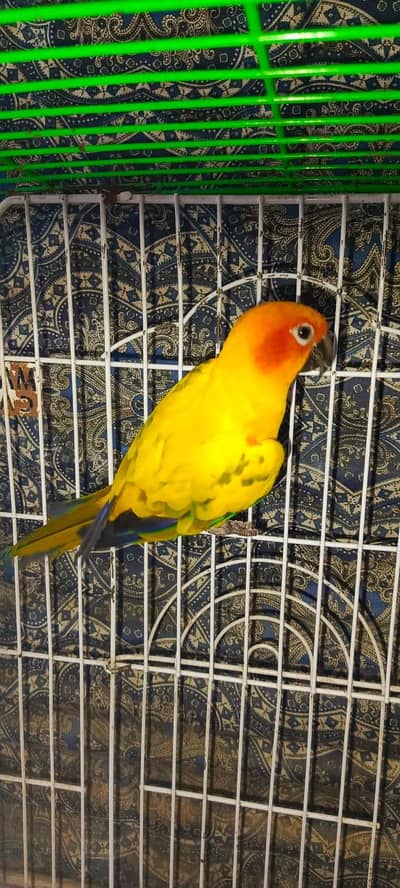 sun conure bird