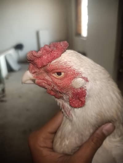 urgent sale mianwali white murga only watsapp 03163100385