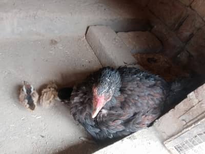 Aseel setup for sale