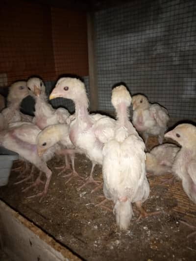 Aseel Heera chicks