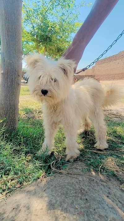 beautiful russian dog