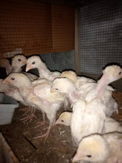 Heera Aseel Chicks