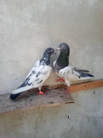 1 pair teddy he 2 pair laka jonsiri he