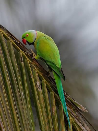 cute talking parrot ha achy alfaz Wala.