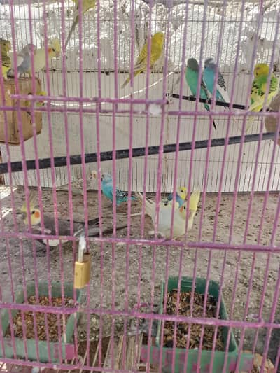 two pair available cocktail good singing and good tail only 12000 haze