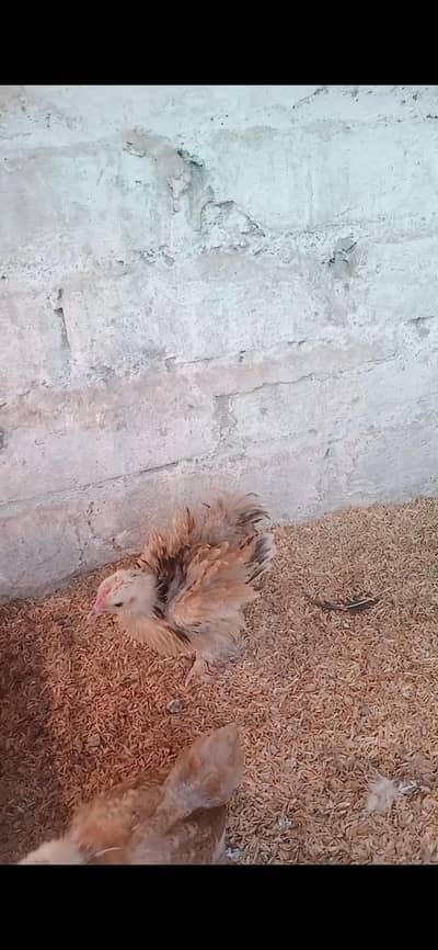 frizzle and plane couchin bentumn