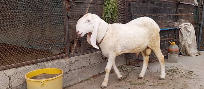 gulabi larkana dumba