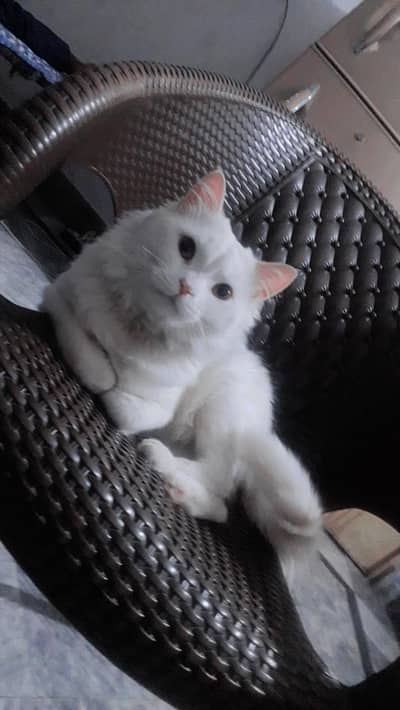 white colour long hair and and golden eyes 03007060906