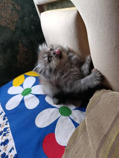 Persian kittens punch face