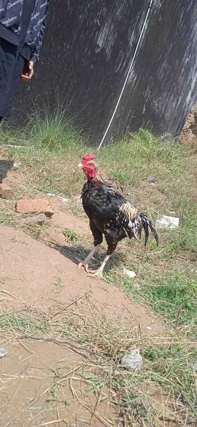 java aseel and desi hen for sale