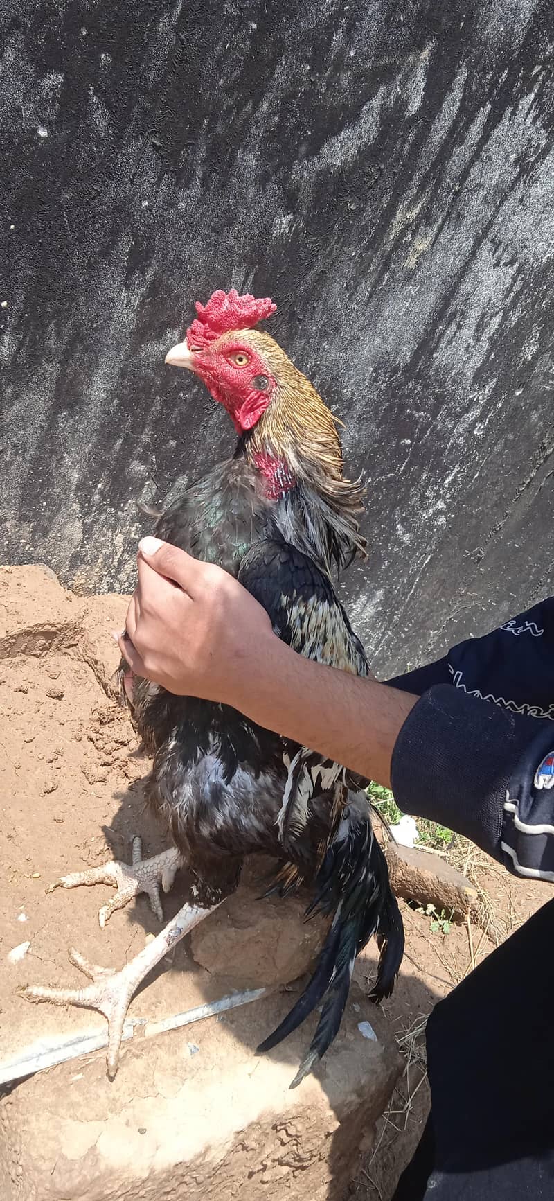 java aseel for sale 0