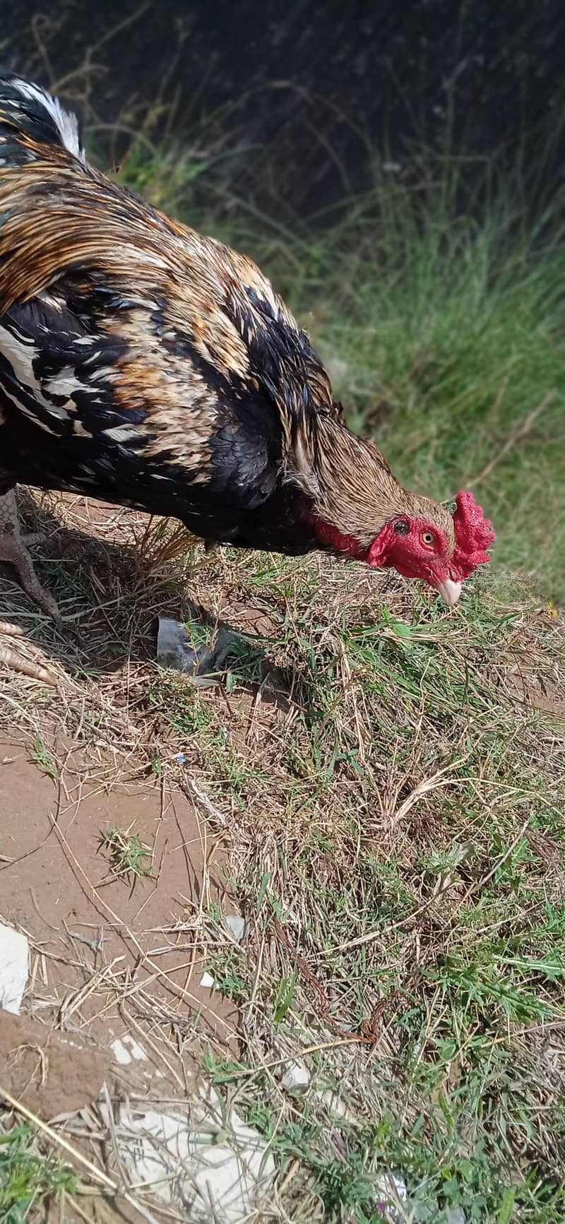 java aseel for sale 1