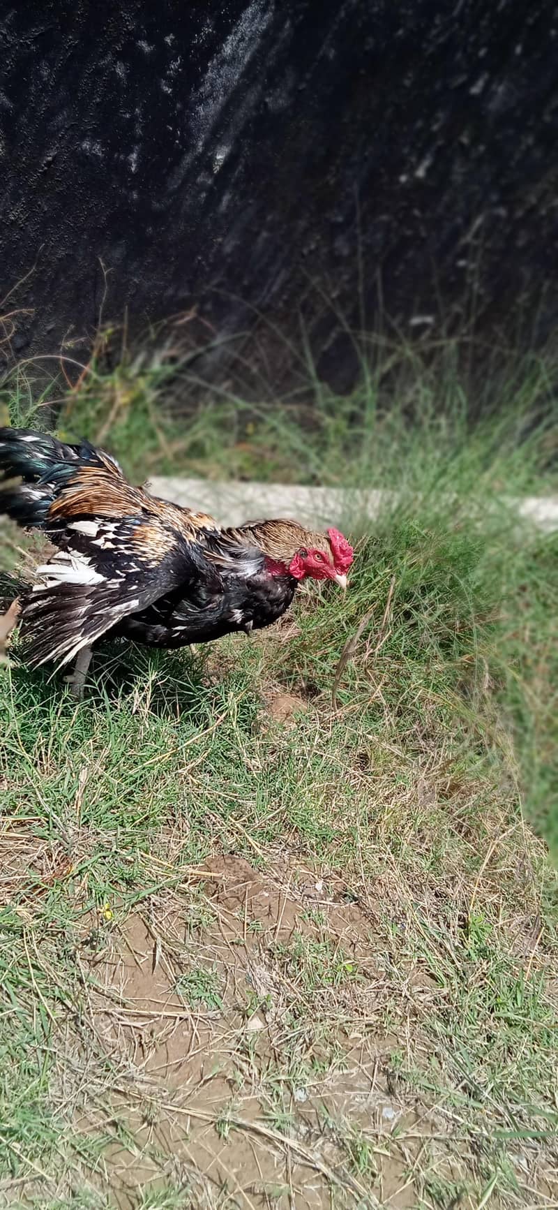 java aseel for sale 2