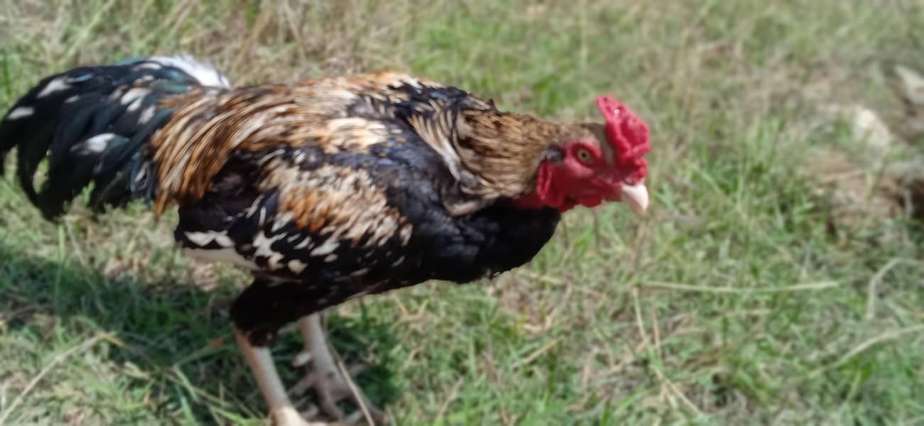 java aseel for sale 3