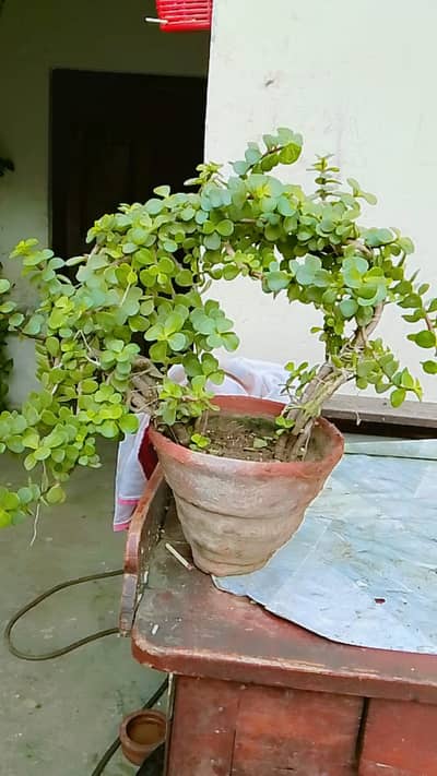 ndoor & Outdoor Plants Set for Sale | Healthy Decorative Plants | Bes