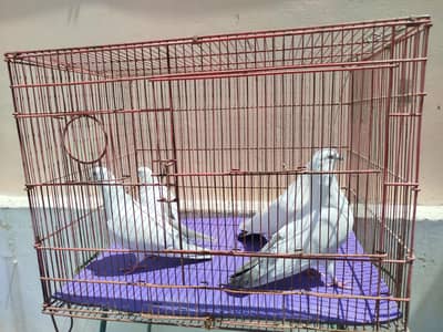 PURE KALDUMEY 3 PAIRS AND 4 MALES