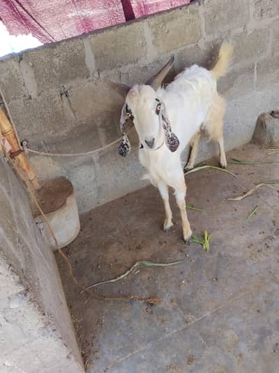 2 dant qurbani Ka bakra