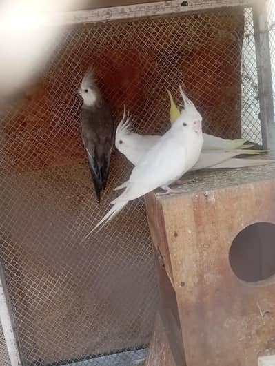 Cocktail birds for sale 03135817234 contact number