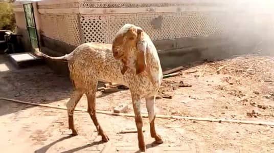 Makkah Chini Bakra For Sale,  +03102729869