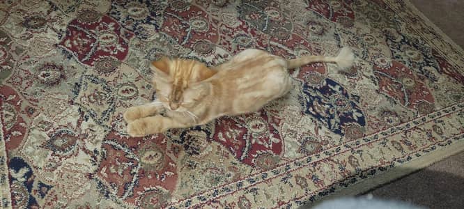 Persian cat female for adoption