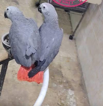 African gray parrot for sale 0304=3247=480