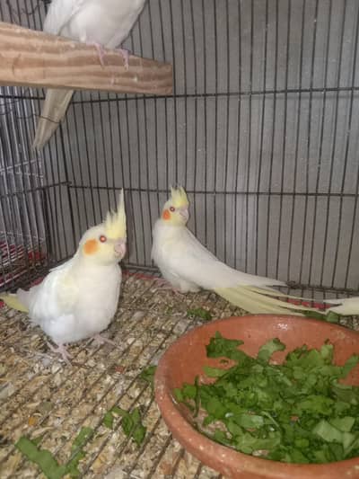 cocktail chicks split ino for sale 03037628733