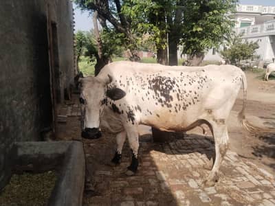 walaiti cow for sale