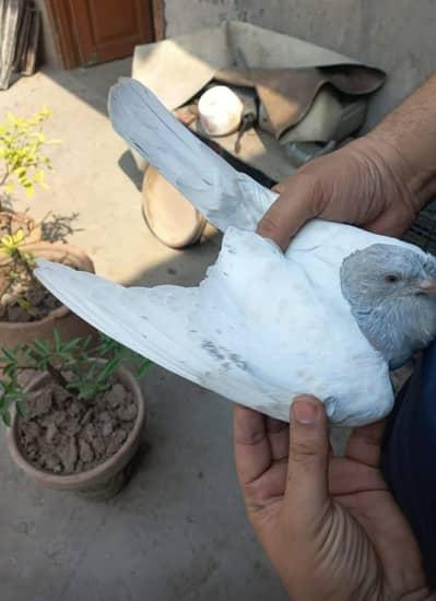 teddy female dab wala