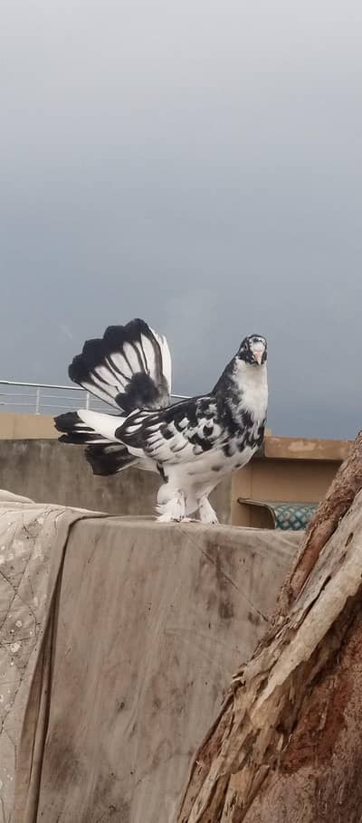 Beautiful fancy peigon for sale