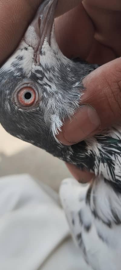 TASWEER WALA breeder Female