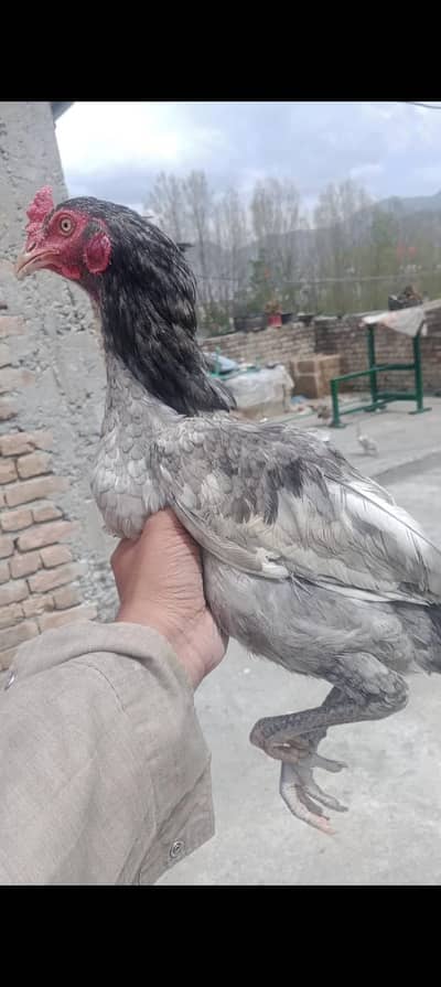 pure Desi rooster murgha for sale