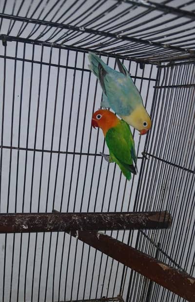 lovebird pair