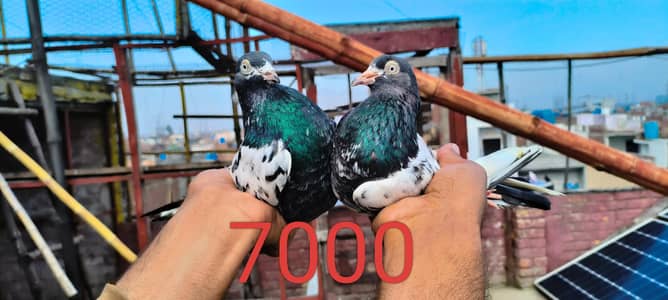 tedy ferozpuri sabywala dub WALA pair for sale