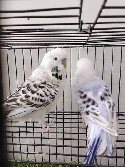 Exibition Budgie TCB