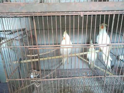Beautiful Yellow Cockatiel for Sale
