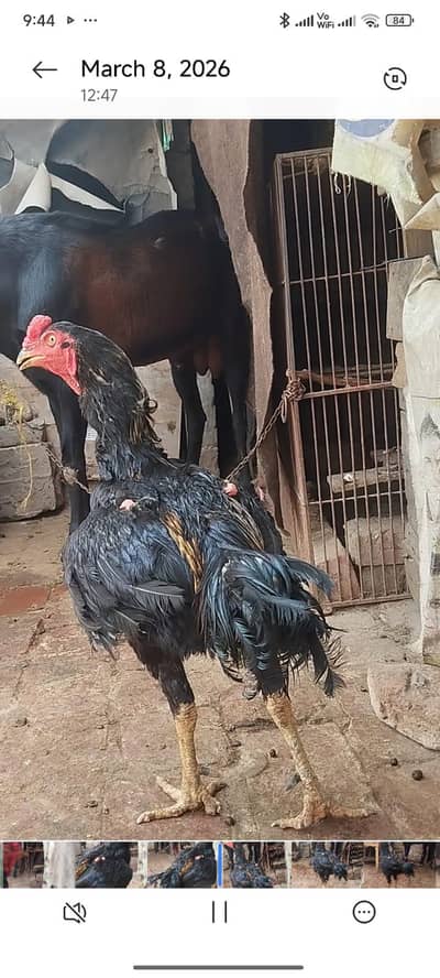 Aseel for sale Healthy and active