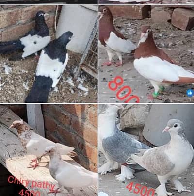 call watsap o3137101886 baredar pair