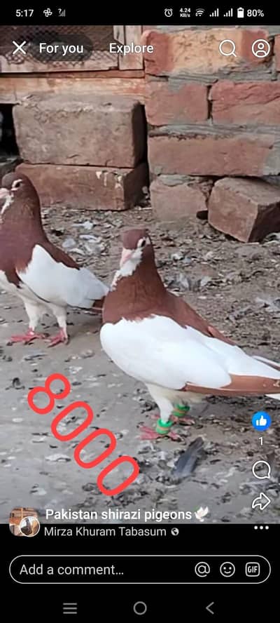call watsap o3137101886 baredar pair