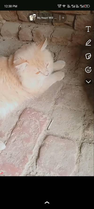 bhot piyara han our jaldi ghulmil jata han