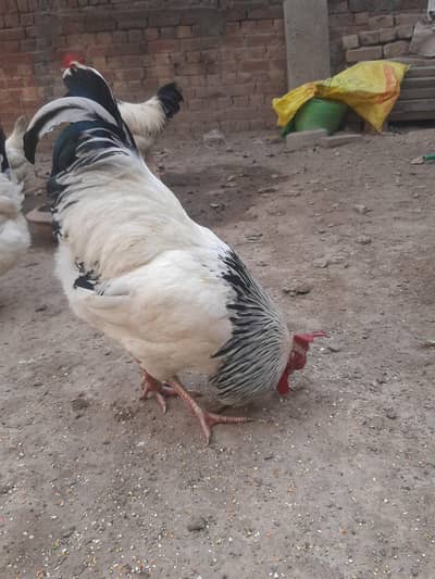 Sussex Healthy Active Breeder Male