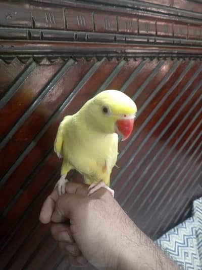Yellow ringneck (female)