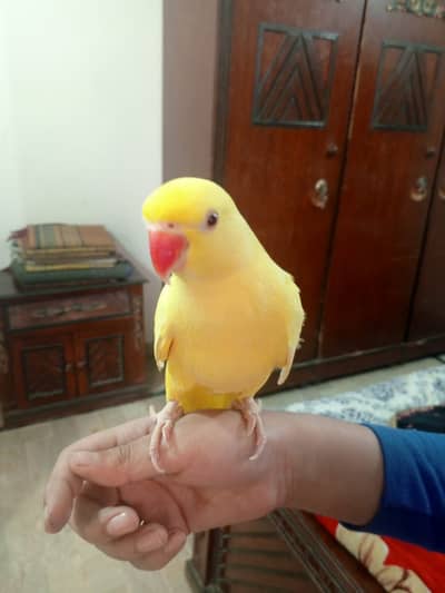 Yellow ringneck (female)