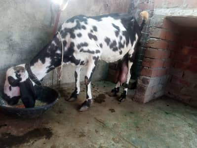 bakri sath 2femail kids