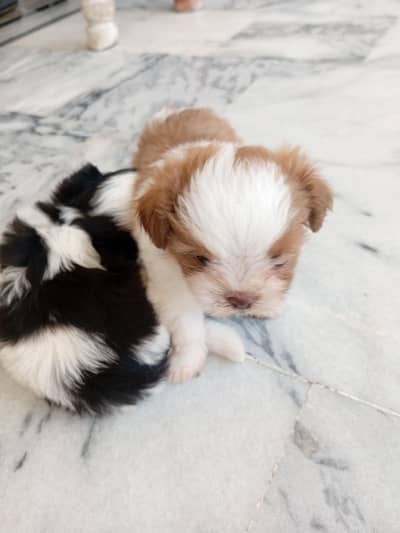 shith zu small toydog 03365566928