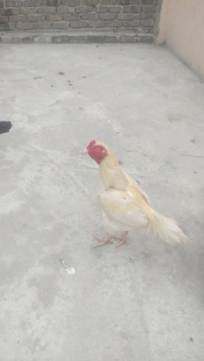 boska male or balck female for sale in Rawalpindi