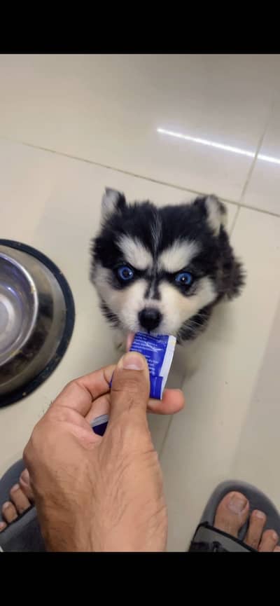 Huskey puppy male