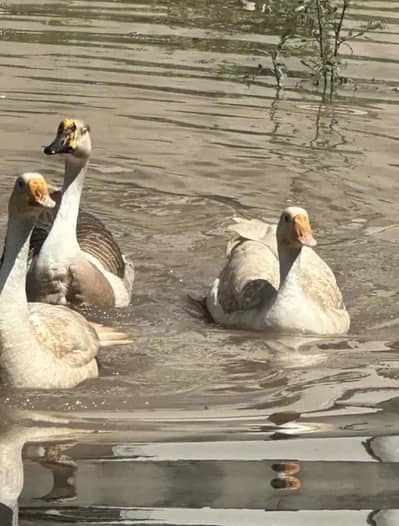 2900 ka 1 piece Pure White (Big Duck) Full Size