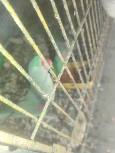 bolta howa kashmiri bahari tota hai jo shok rakhta ho wo rapta kare